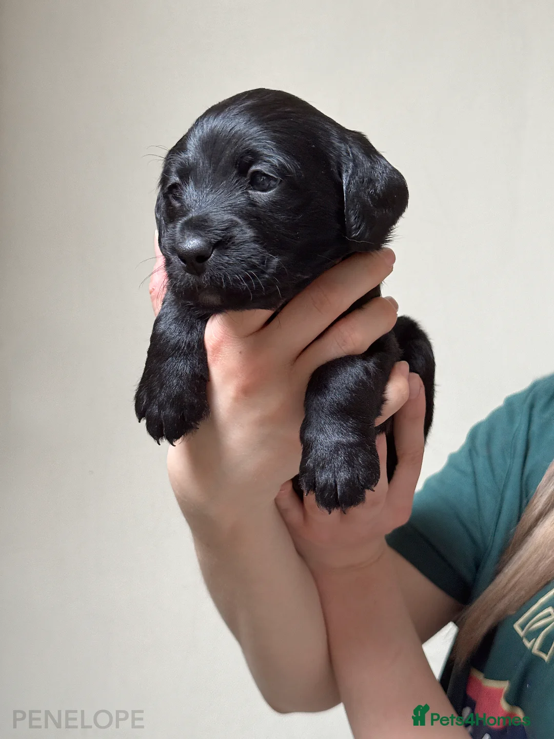 Labradoodle dogs for sale: Stunning Multigen F4a Labradoodle Puppies. in Canterbury - Advert 2