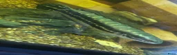 Other/Mixed Breed fish for sale: Giant snakehead (Channa Micropeltes) - Advert 1