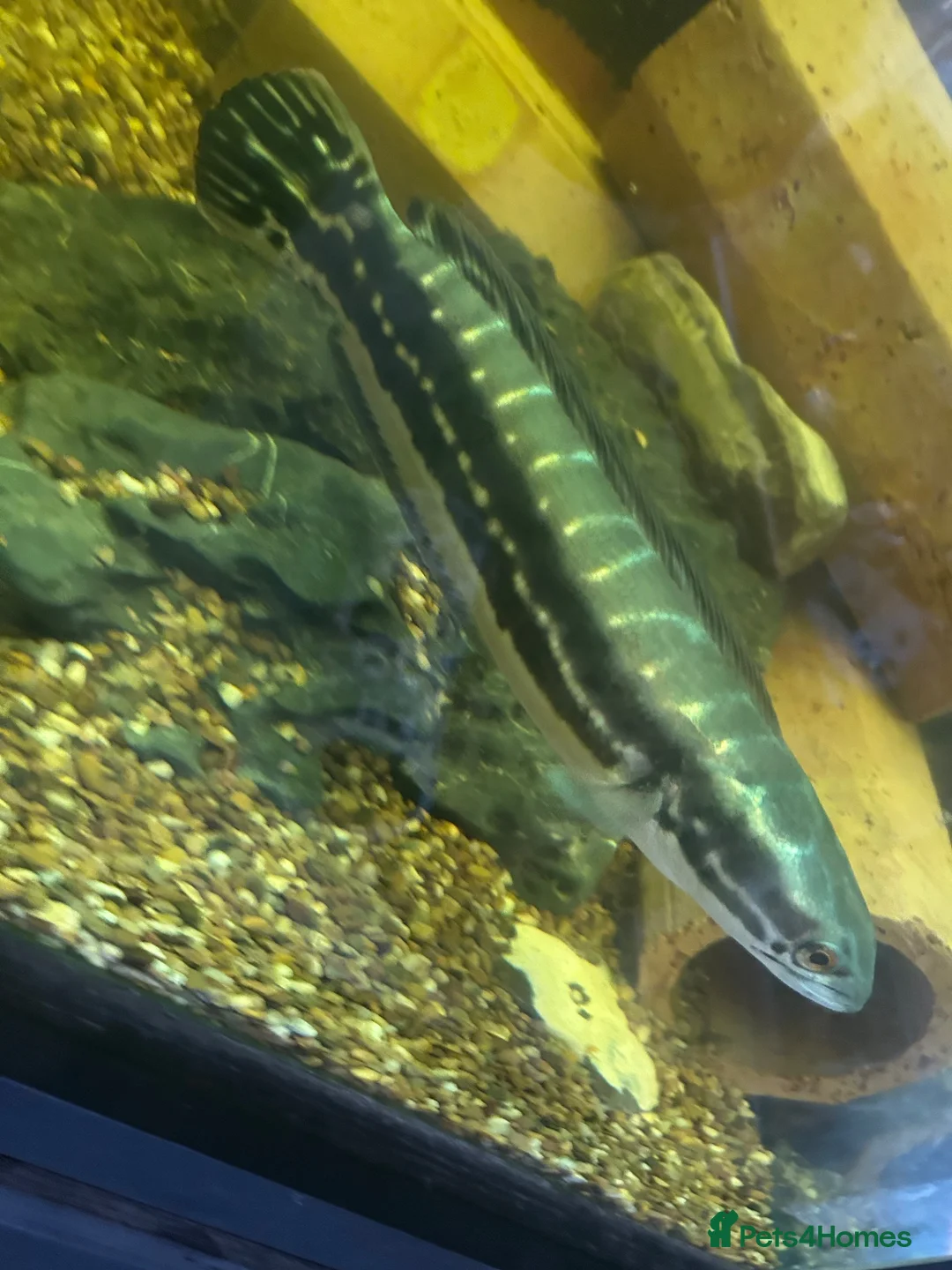 Other/Mixed Breed fish for sale: Giant snakehead (Channa Micropeltes) - Advert 1