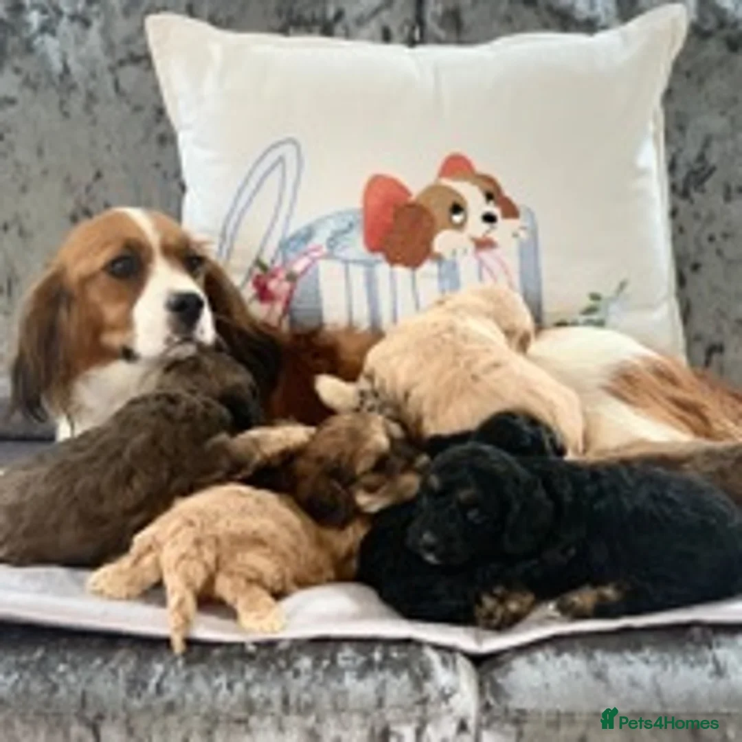 Miniature Poodle dogs for stud: 🏆PROVEN🏆 sable miniature poodle health tested in Havant - Advert 18