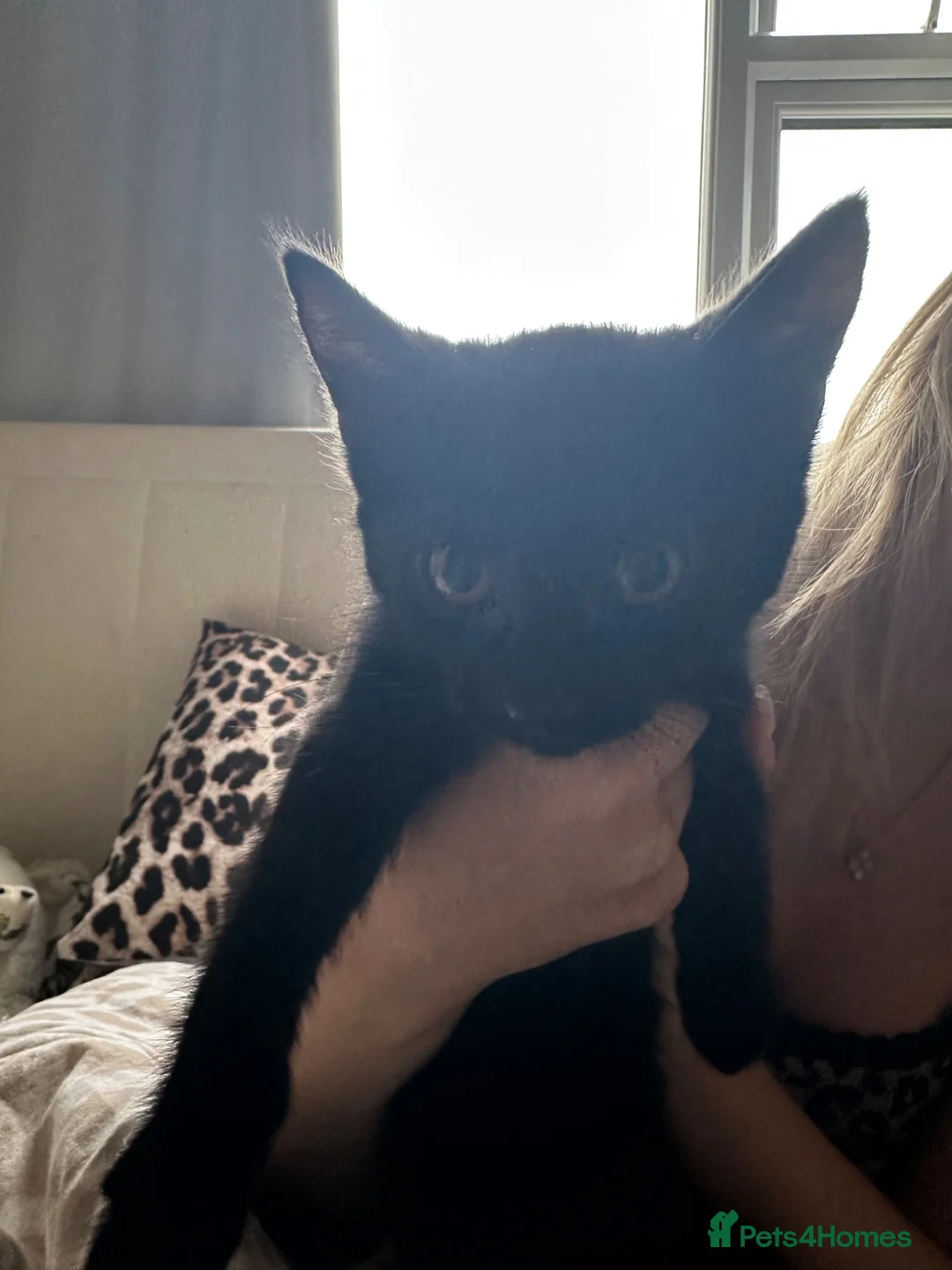 Mixed Breed cats for sale: Male and female kittens  - Advert 2