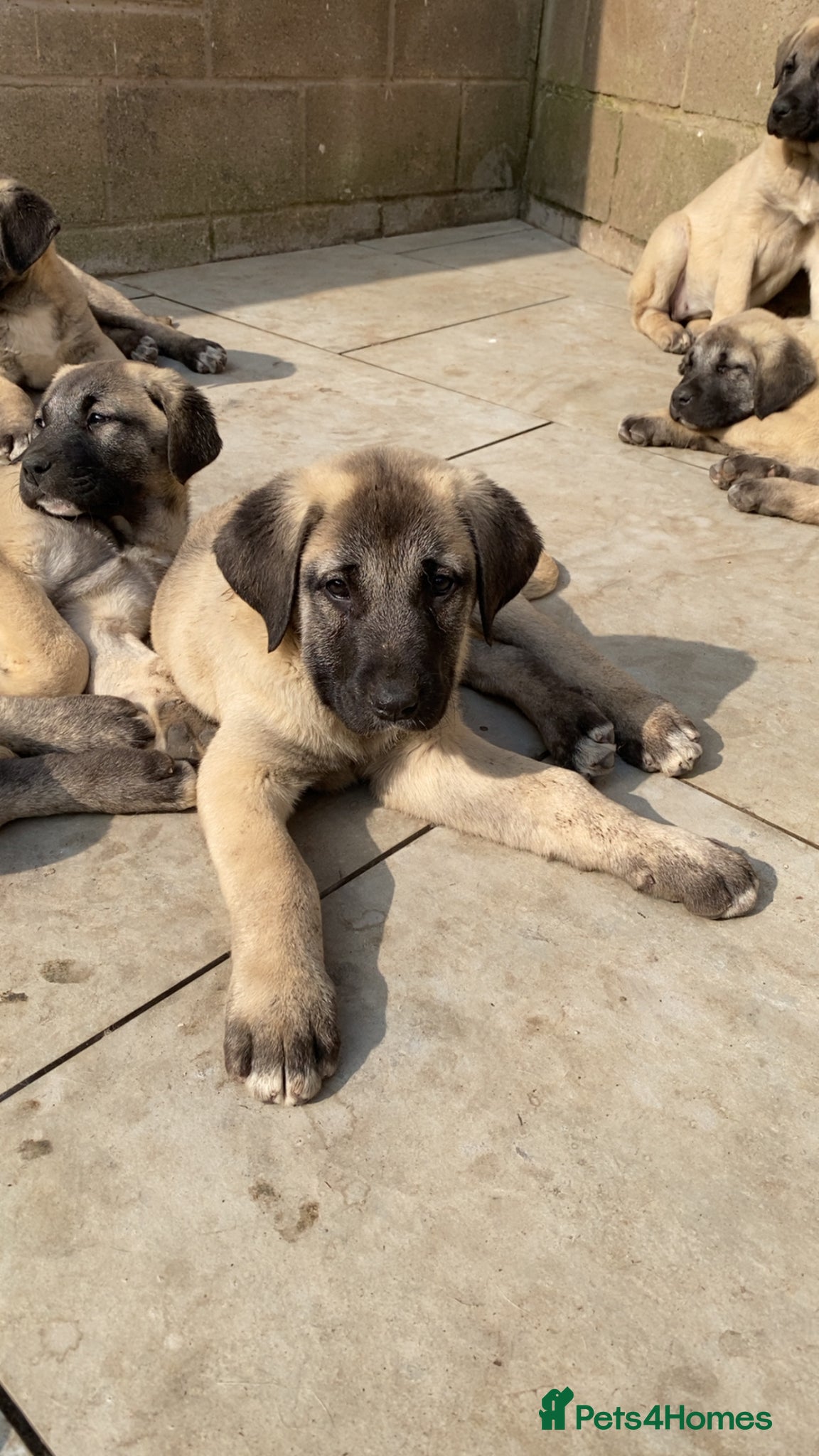Turkish Kangal dogs Turkish Kangal puppies  - Advert 2