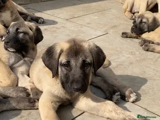 Turkish Kangal dogs Turkish Kangal puppies - Advert 2