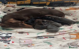 Miniature Dachshund dogs for sale: Stunning miniature dachshund puppies  - Image 9