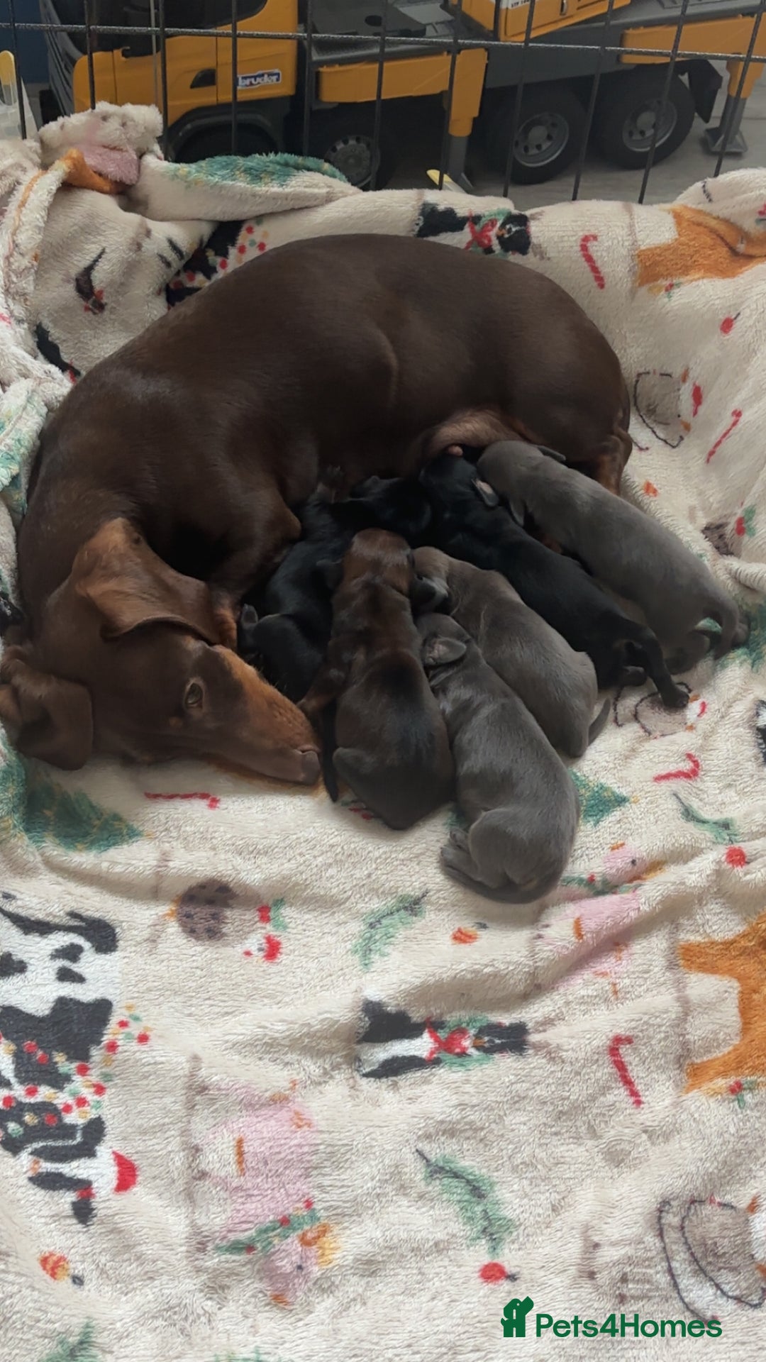 Miniature Dachshund dogs for sale: Stunning miniature dachshund puppies  - Image 9