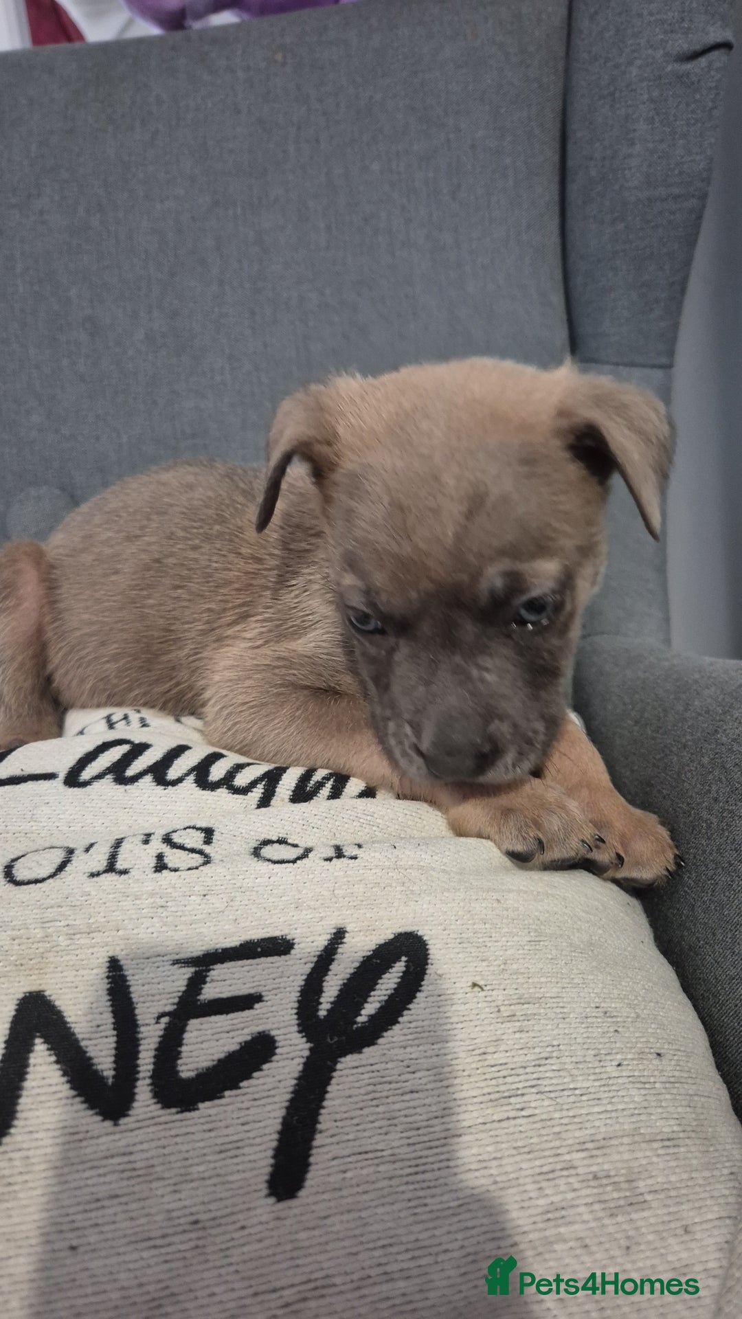 Mixed Breed dogs for sale: German shepard cross - Image 7