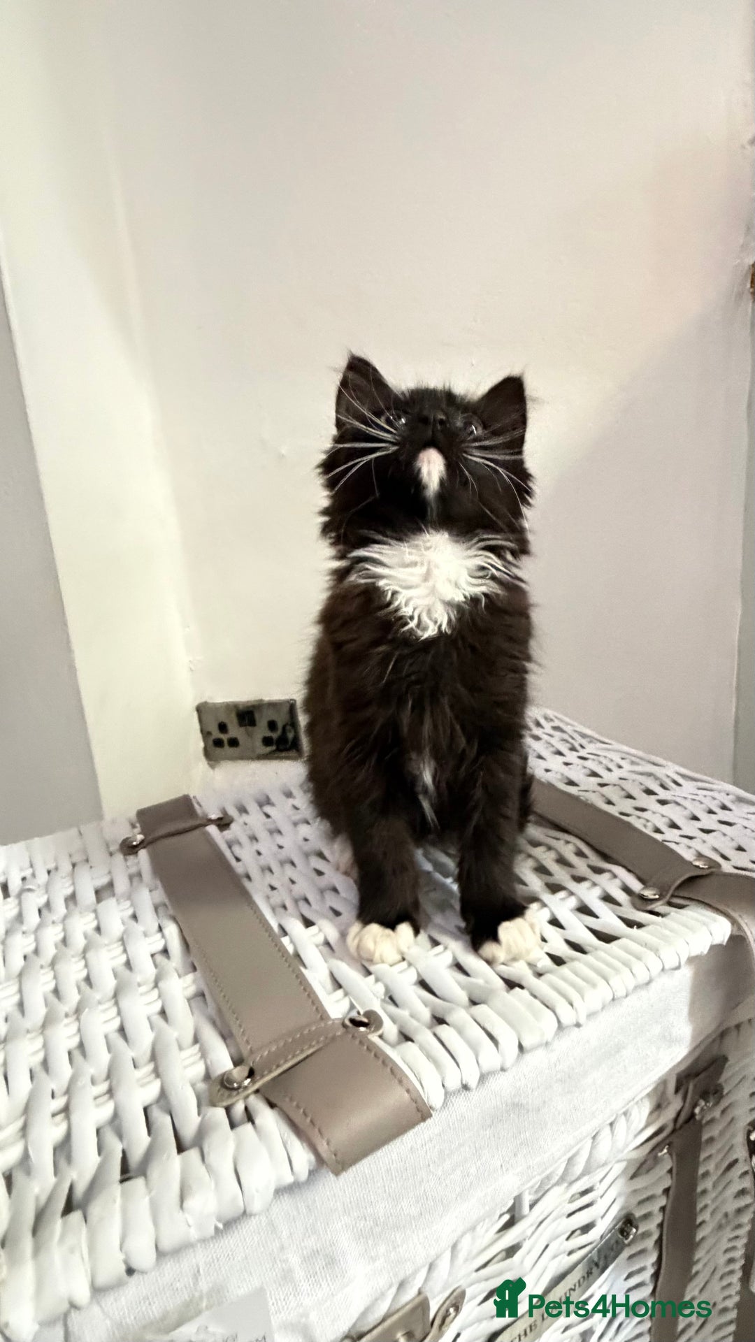 Mixed Breed cats for sale: Mixed bsh kittens looking forever homes  - Advert 6