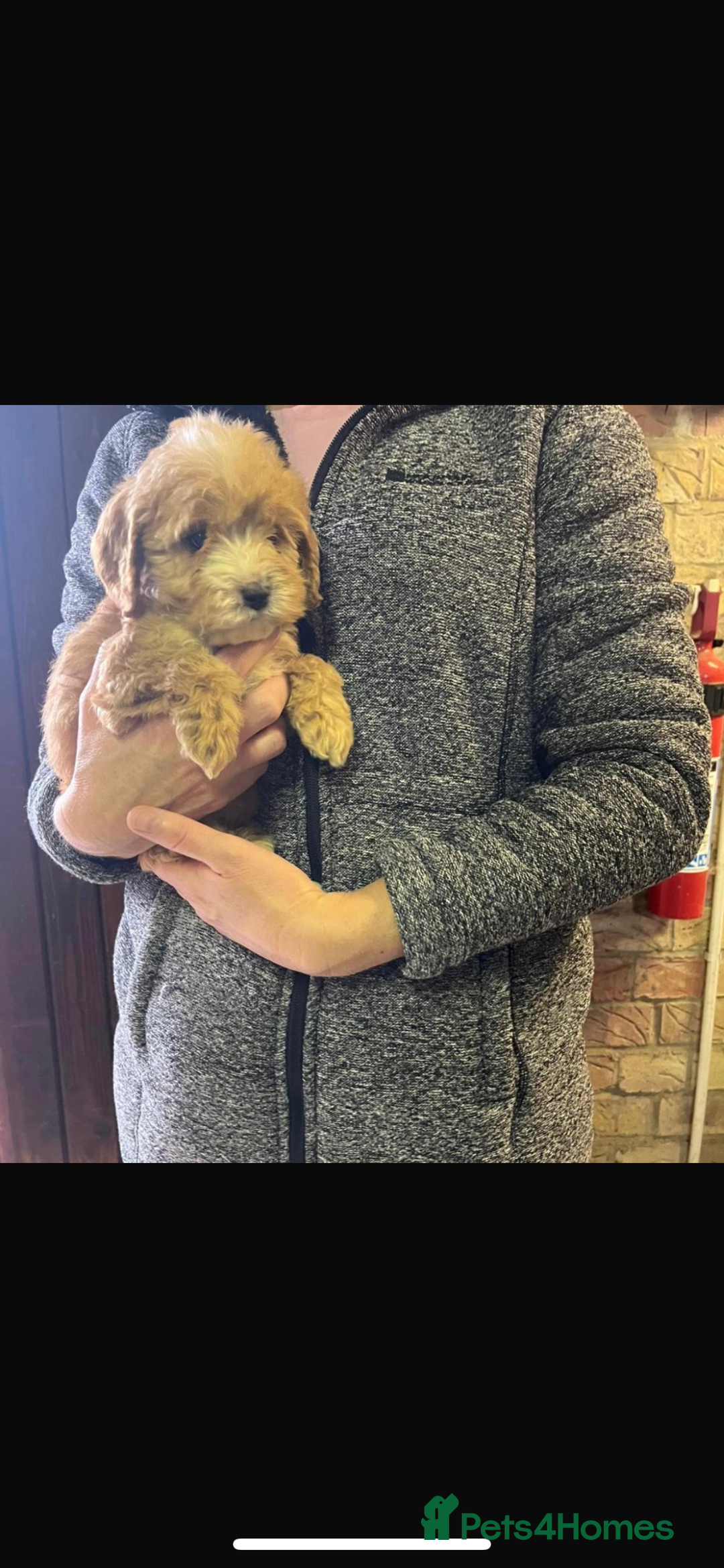 Cockapoo dogs for sale: Adorable show cocker poo puppies - Image 8