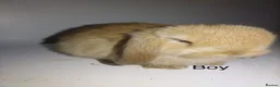 Mini Lop rabbits for sale: Mini  lops and mini double maned lionheads - Advert 4