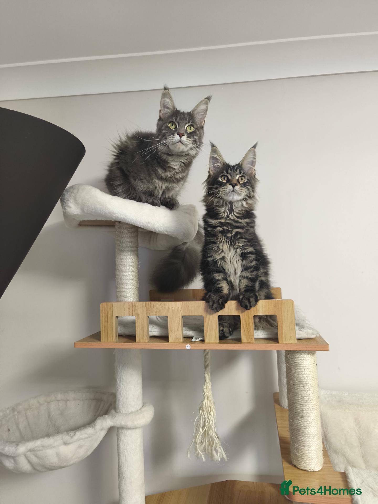 Maine Coon cats for sale: READY NOW last boy beautiful Maine Coon kittens - Advert 2