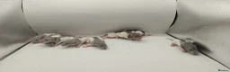 Rat rodents for sale: July Rats Are Here! - Advert 2