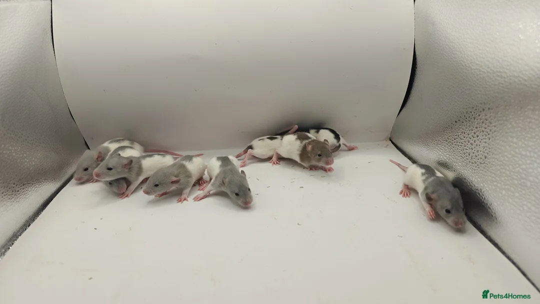 Rat rodents for sale: July Rats Are Here! - Advert 2
