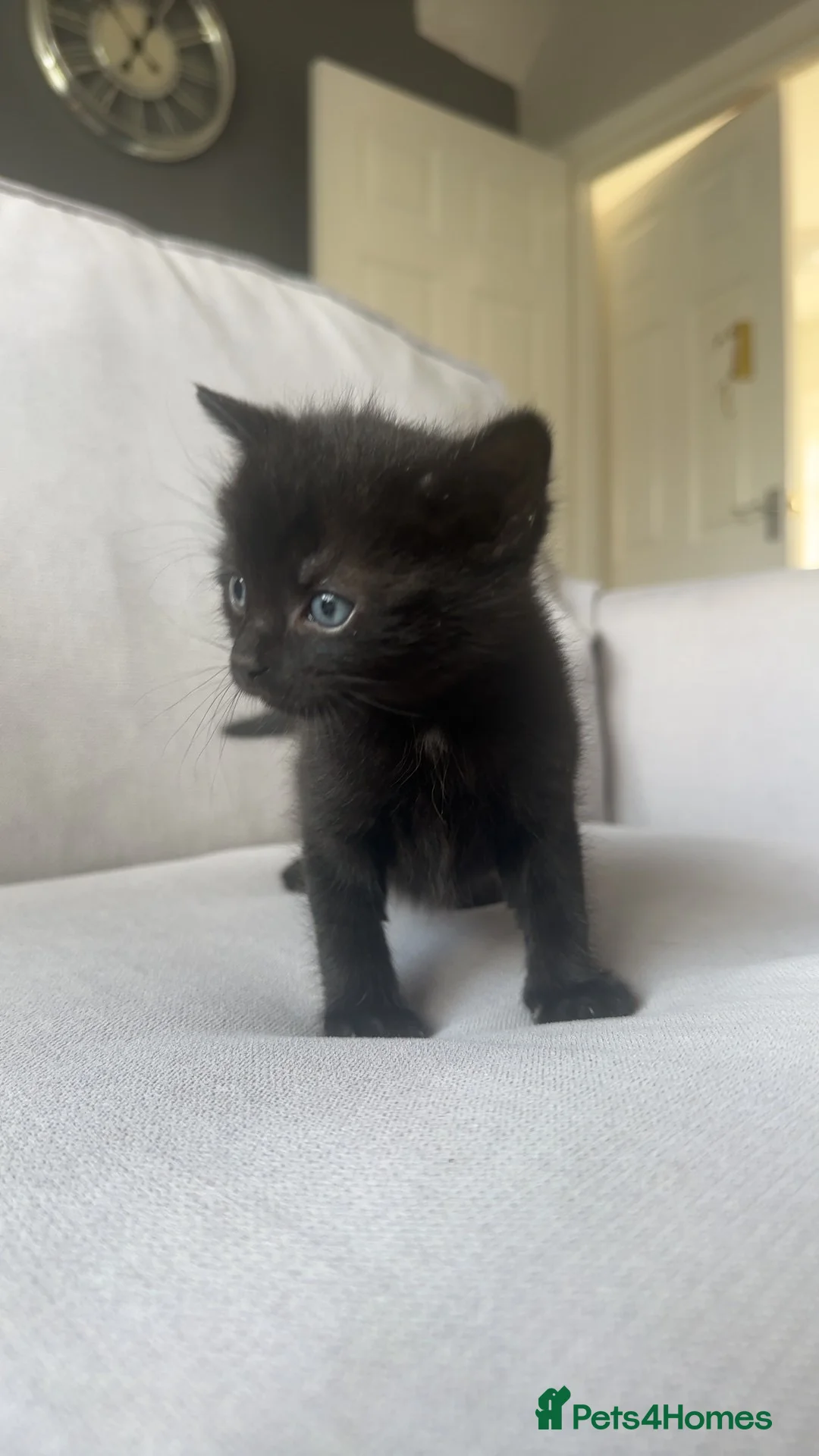 Bombay cats for sale: Beautiful boy kitten for sale  - Advert 2