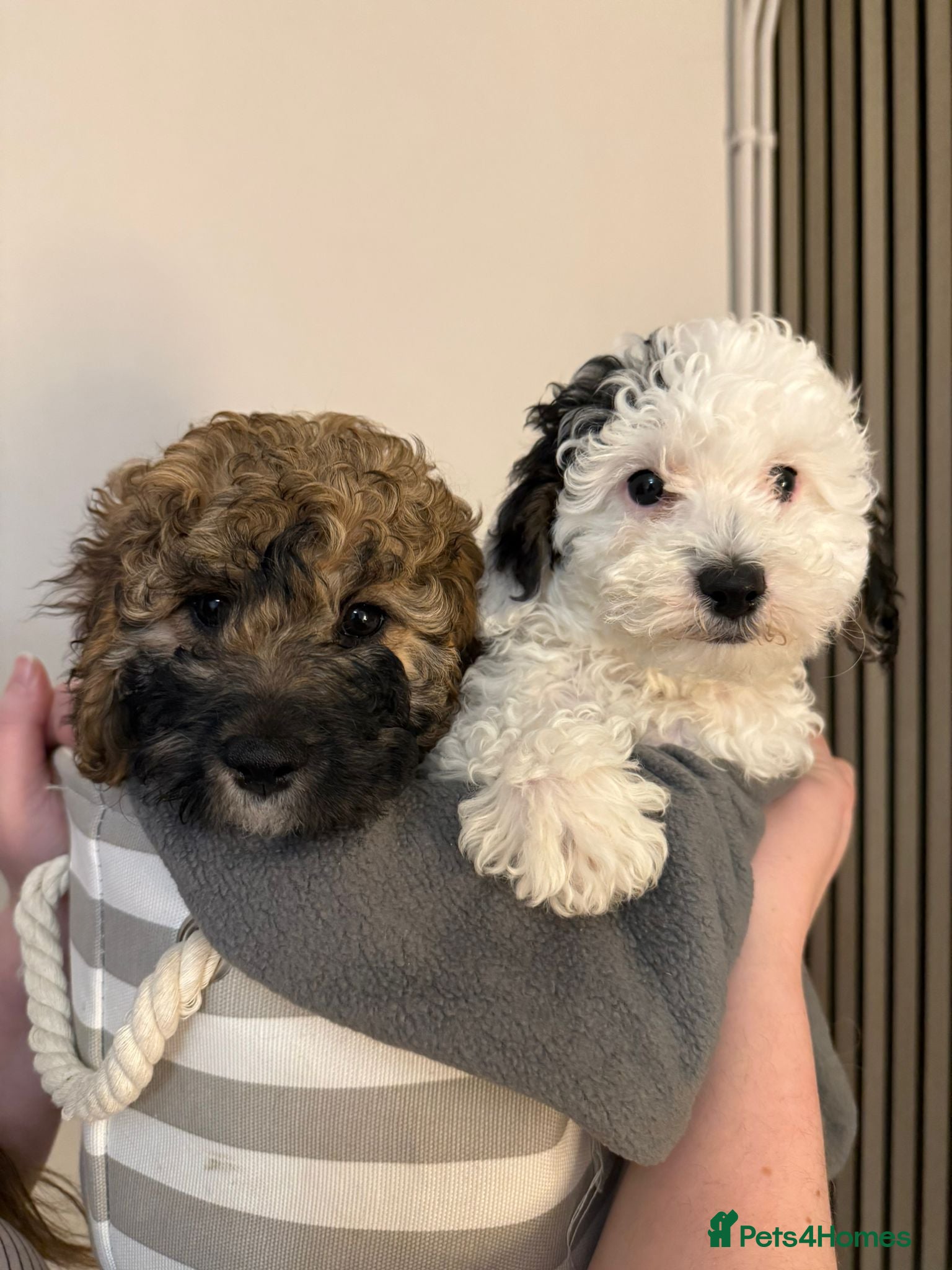 Cavapoo dogs Cavapoo F1B puppies for sale 🐶 2 Boys Left!  - Advert 4