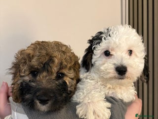 Cavapoo dogs Cavapoo F1B puppies for sale 🐶 2 Boys Left! - Advert 4