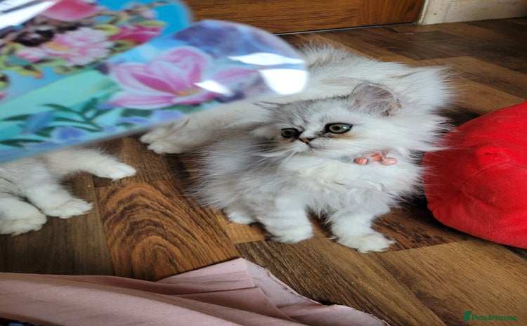 Persian cats - Advert 8
