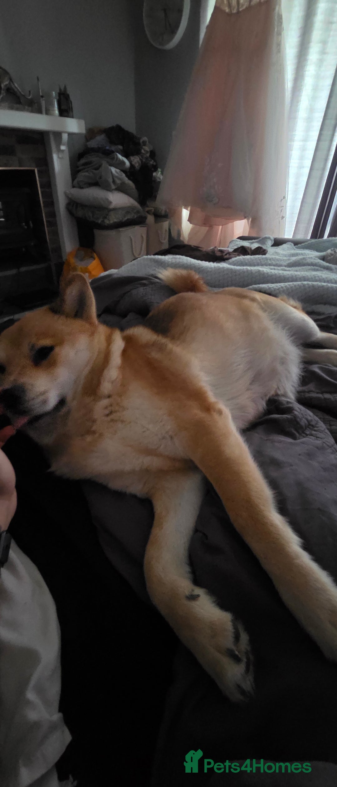 Mixed Breed dogs for sale: Adorable Merle Chowski's for sale  - Advert 8