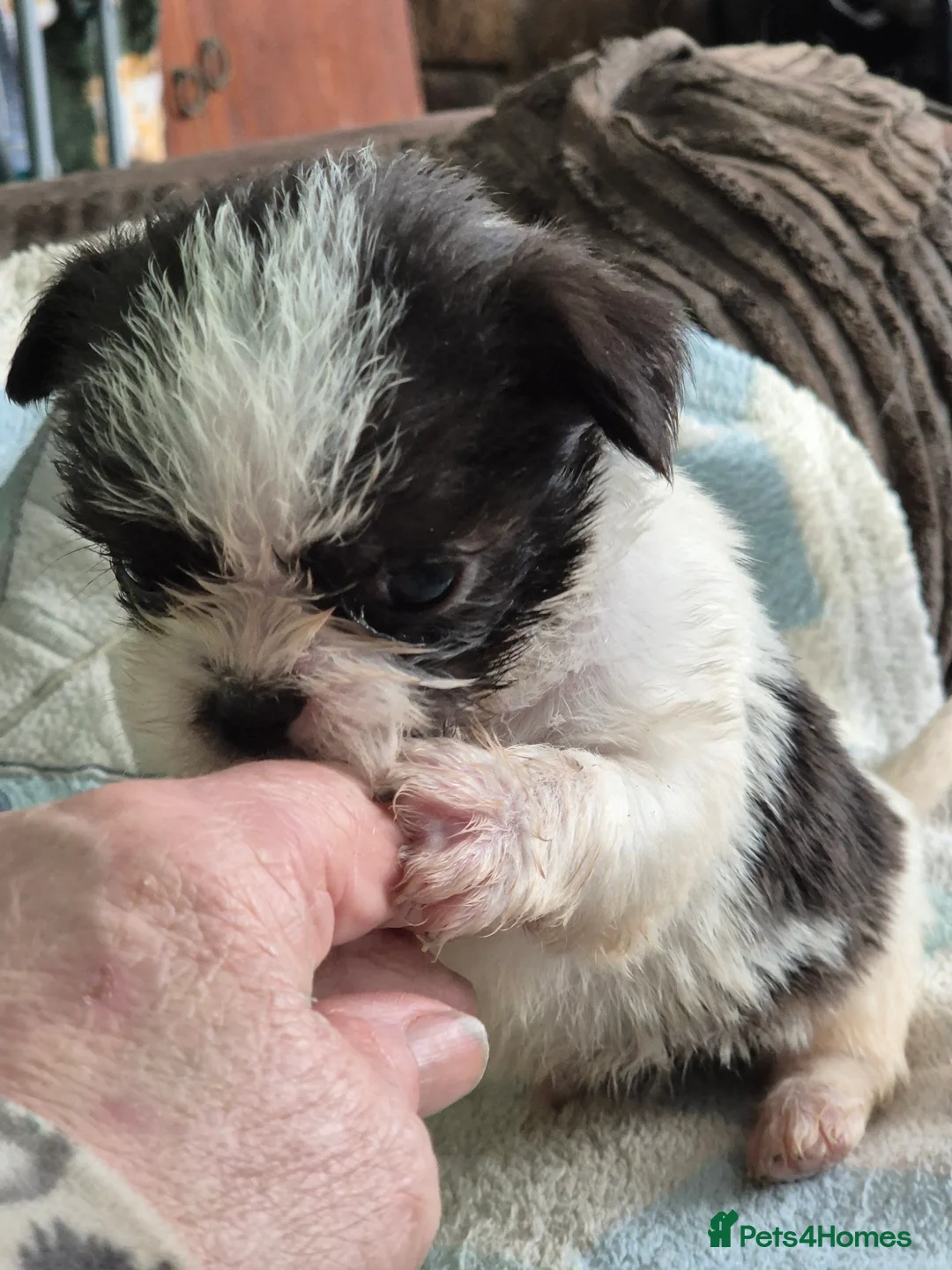 Malshi dogs for sale: I have 1 boy left  - Advert 8