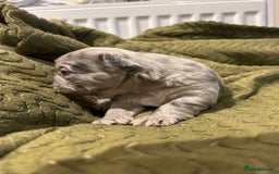 French Bulldog dogs for sale: 4 French bulldogs 2 fluffy - Image 4