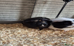 Guinea Pig rodents for sale: Female guinea pigs  - Image 7