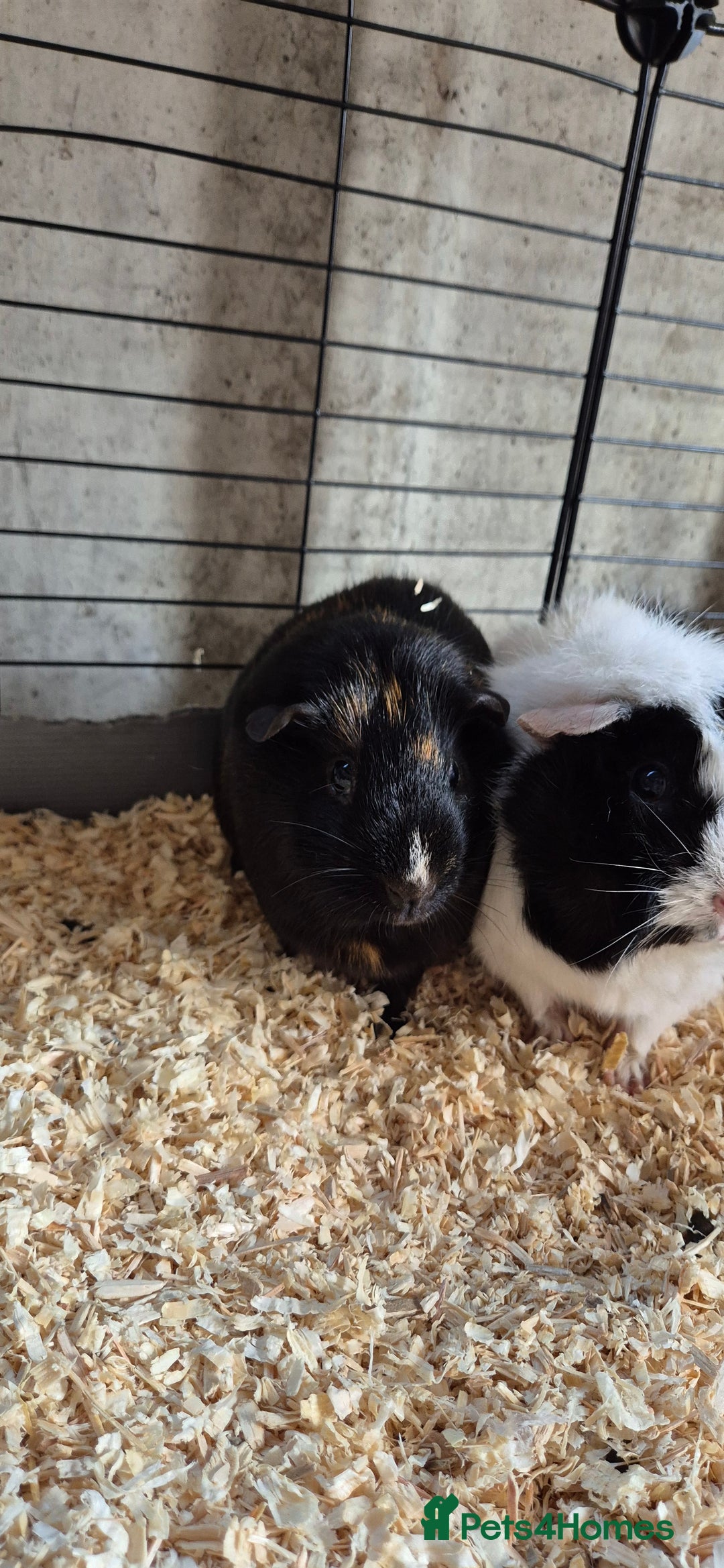 Guinea Pig rodents for sale: Female guinea pigs  - Image 7