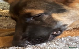 German Shepherd dogs for sale: GSD 7 Months Old - Image 5