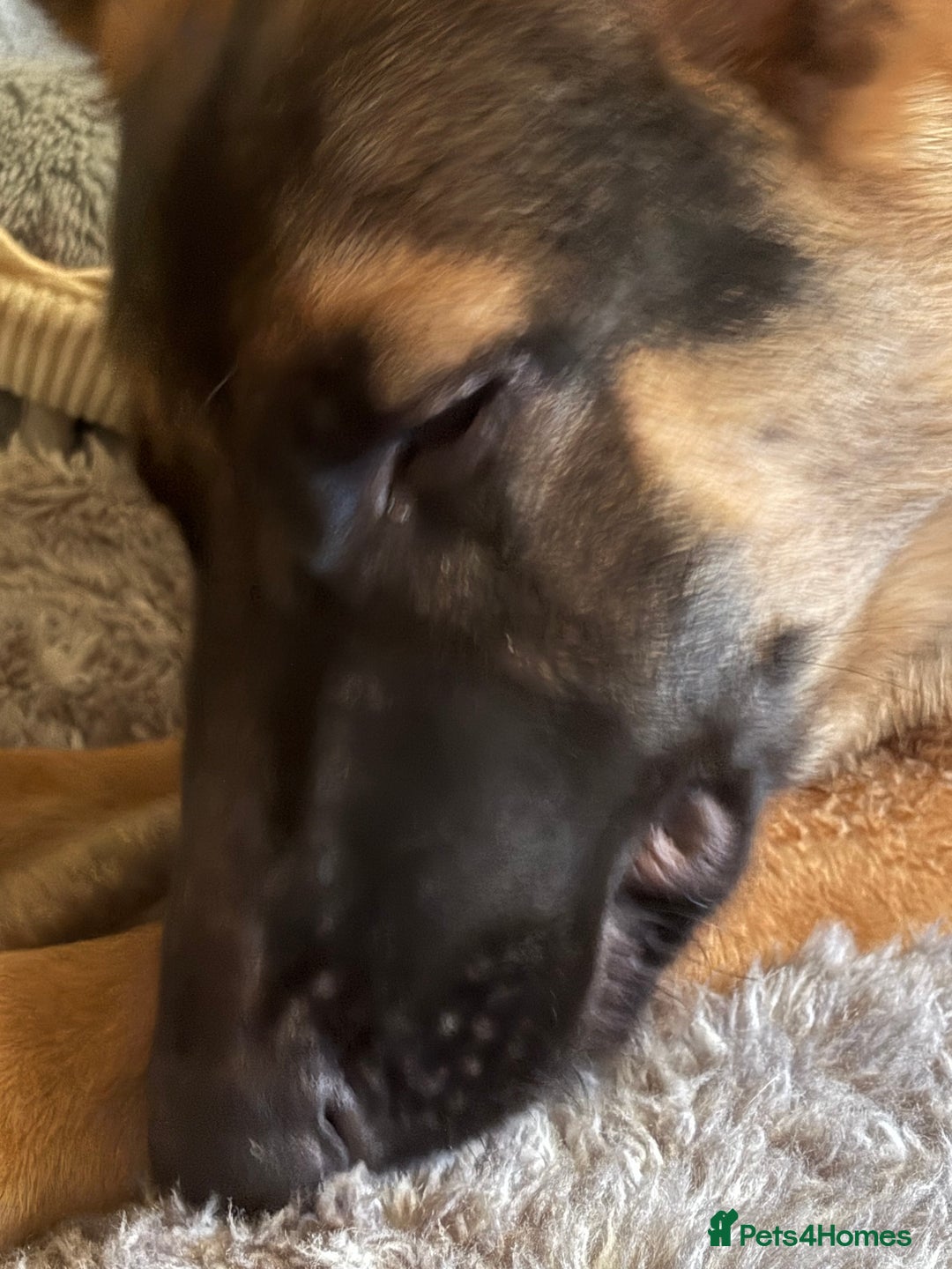 German Shepherd dogs for sale: GSD 7 Months Old - Image 5