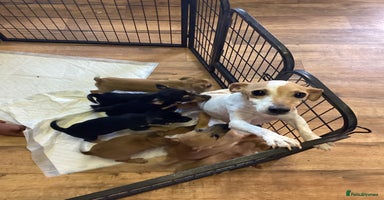 Jack Russell dogs - Advert 1