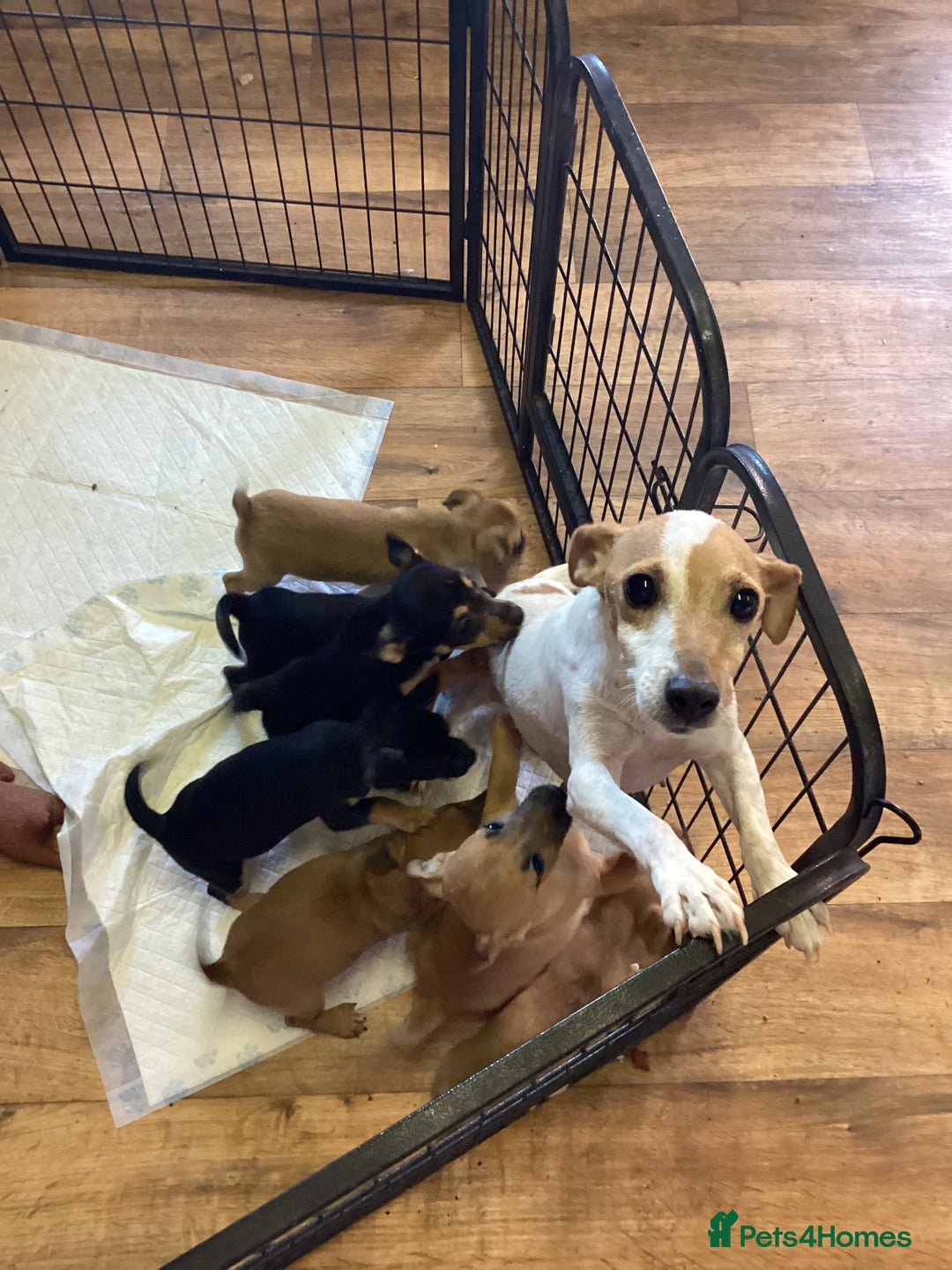 Jack Russell dogs for sale: Jack Russell puppies  - Image 29