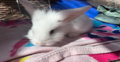 Mini Lop rabbits - Advert 3