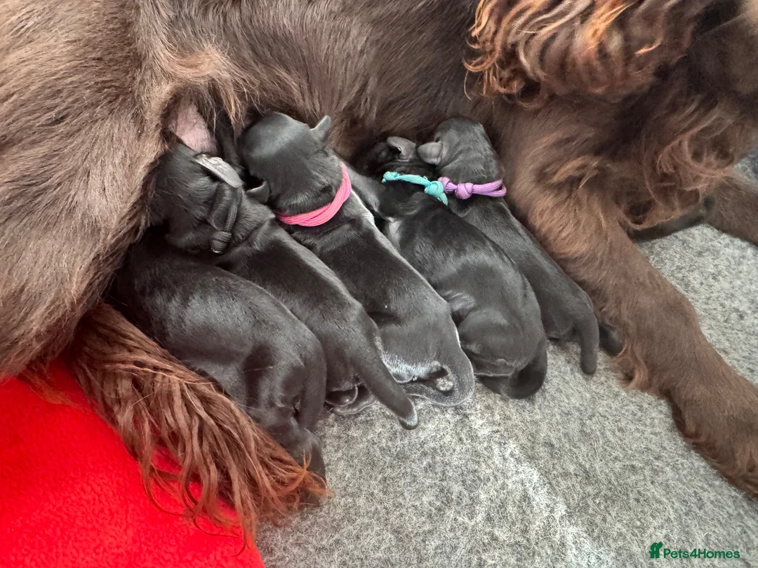 Cockapoo dogs for sale: Beautiful F1 Cockapoo Puppies - Raised with Love - Advert 3
