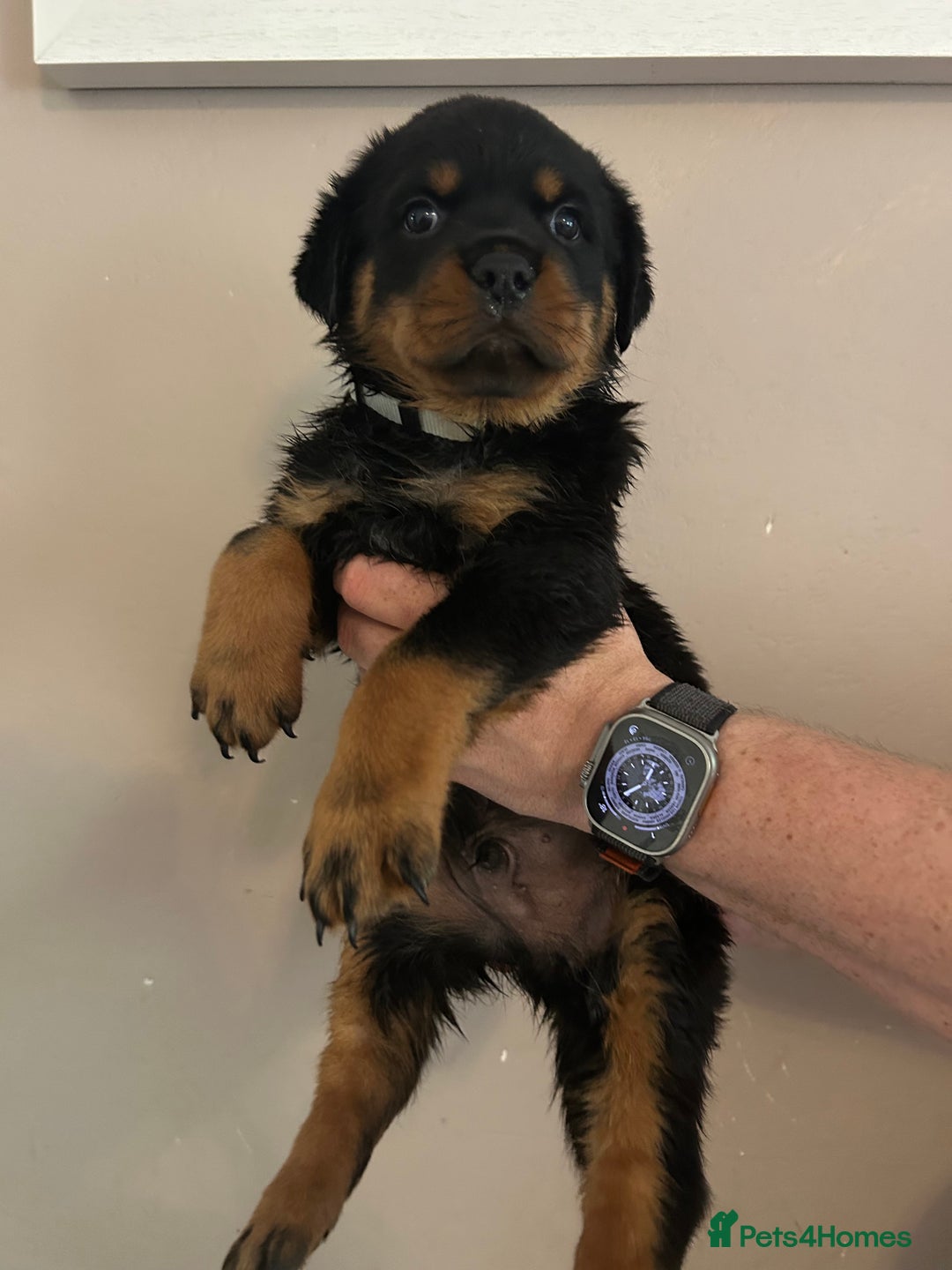 Rottweiler dogs for sale: Chunky Rottweilers for Sale - Image 10