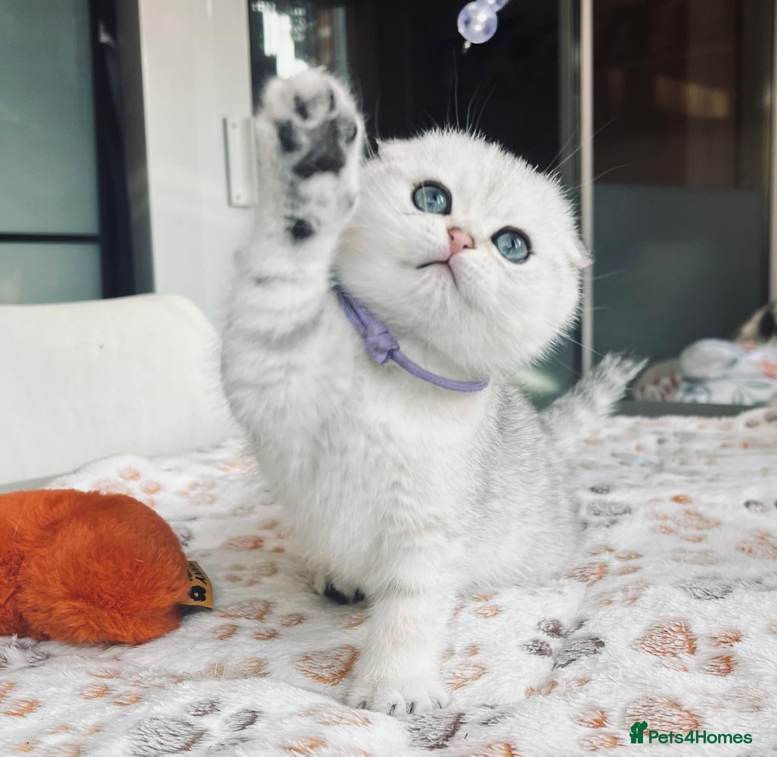 Scottish Fold cats Beautiful TICA-Registered Scottish Fold Kittens - Advert 3