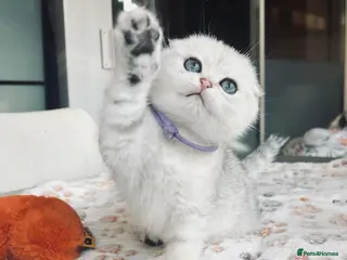 Scottish Fold cats Beautiful TICA-Registered Scottish Fold Kittens - Advert 3