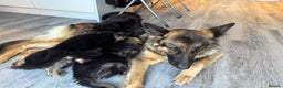 German Shepherd dogs for sale: german shepherd puppies full pedigree  - Advert 2