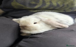 Mini Lop rabbits for sale: VACCINATED 2 Bucks Mini lops 🩵 - Image 14