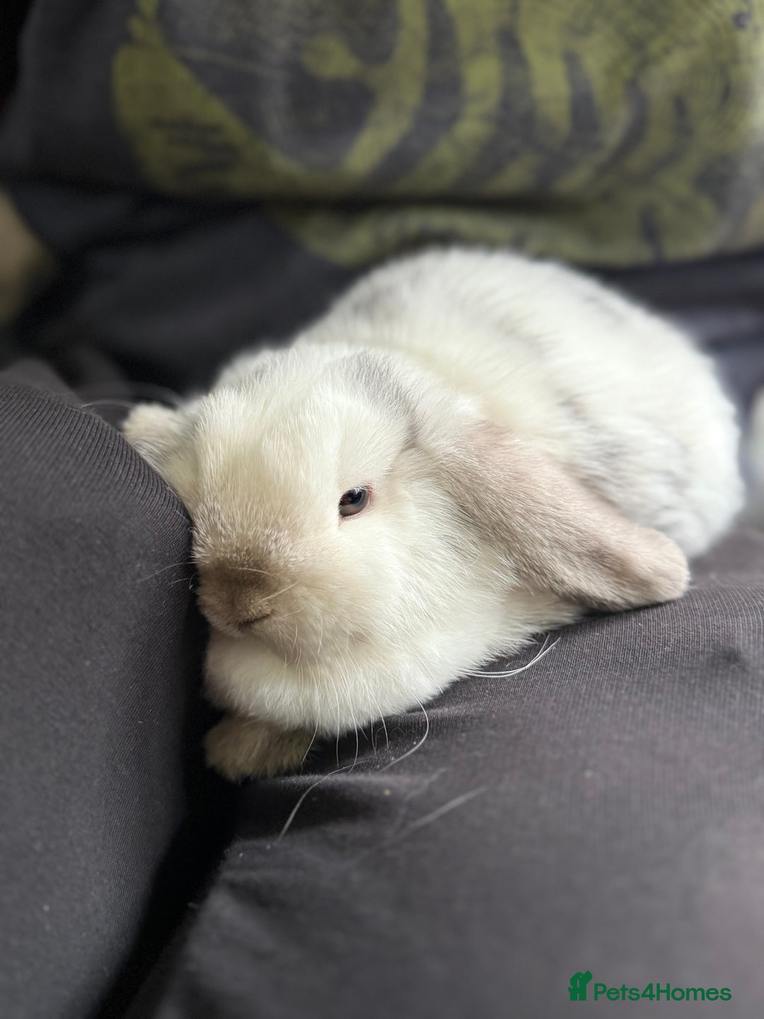 Mini Lop rabbits for sale: VACCINATED 2 Bucks Mini lops 🩵 - Image 14