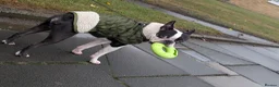 Boston Terrier dogs for stud: Harley - Boston Terrier - 7 Years Old in Stockton-on-Tees - Advert 10