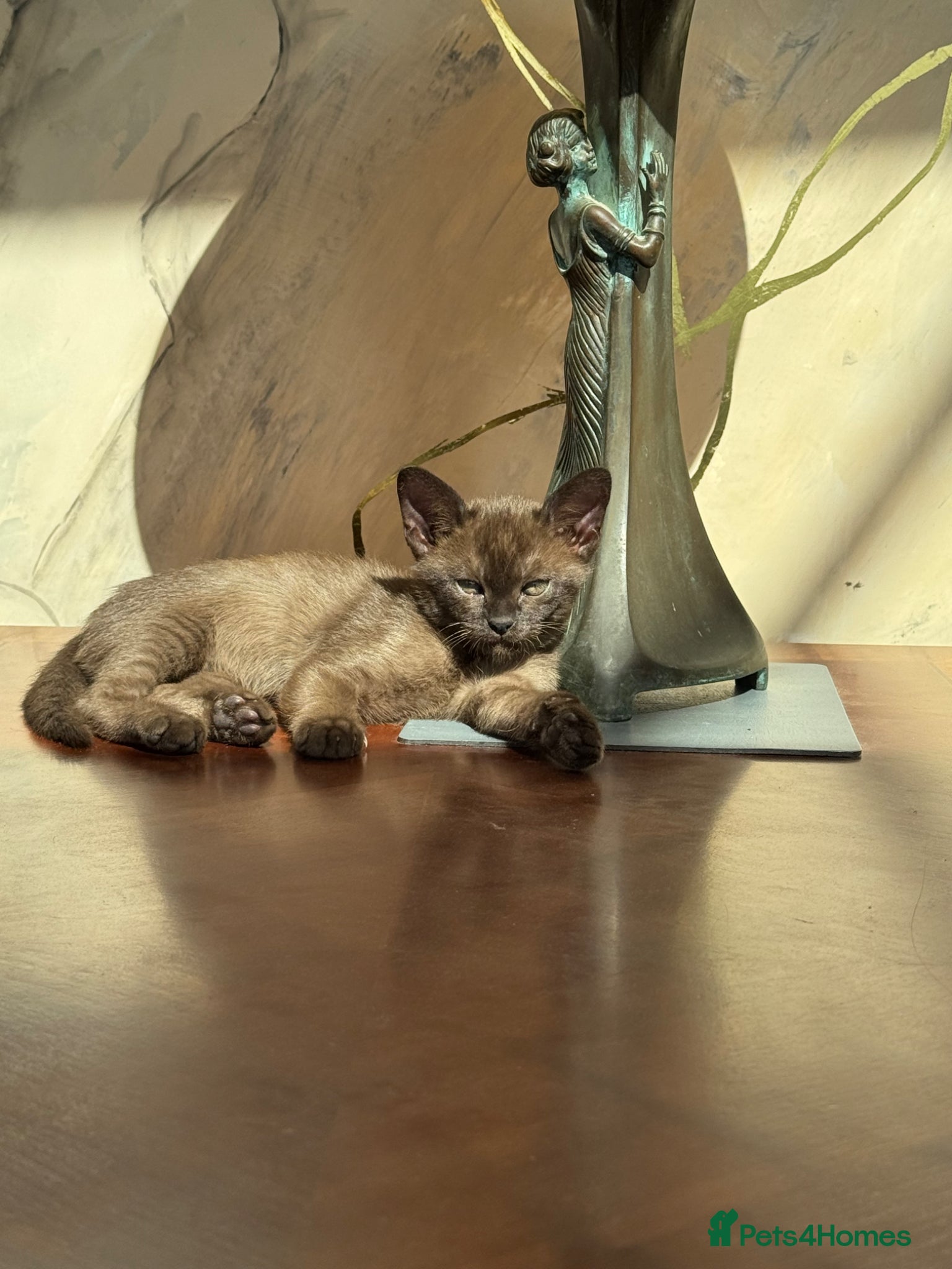 Burmese cats ONLY TWO LEFT!! beautiful GCCF Burmese kittens - Advert 3
