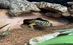 Leopard Gecko reptiles for sale: Leopard gecko with full setup  - Image 1