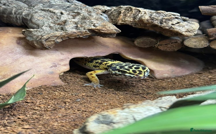 Leopard Gecko reptiles - Advert 1