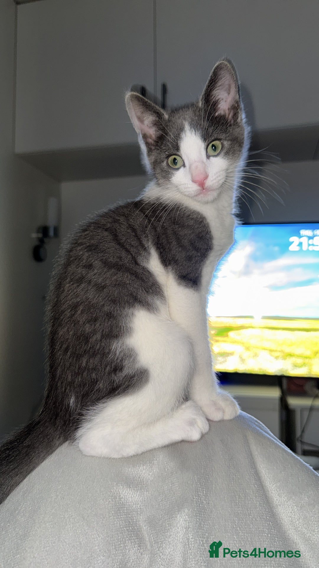 Mixed Breed cats for sale: Grey and white tabby  - Advert 15