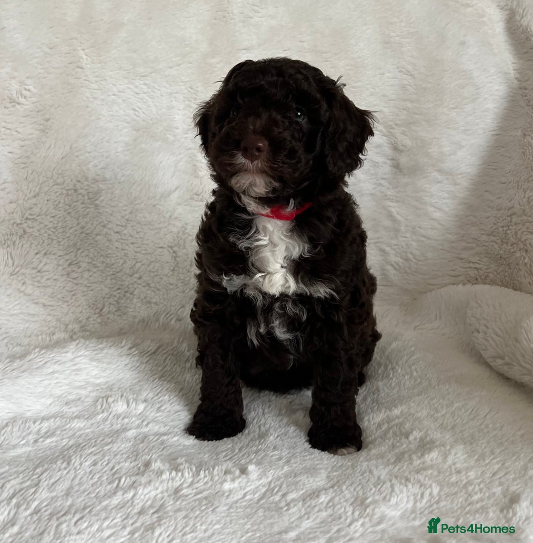 Goldendoodle dogs for sale: Beautiful litter of Goldendoodles  - Image 6