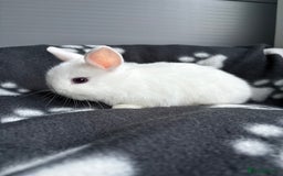 Netherland Dwarf rabbits for sale: Pure bred Netherland dwarfs  - Image 5