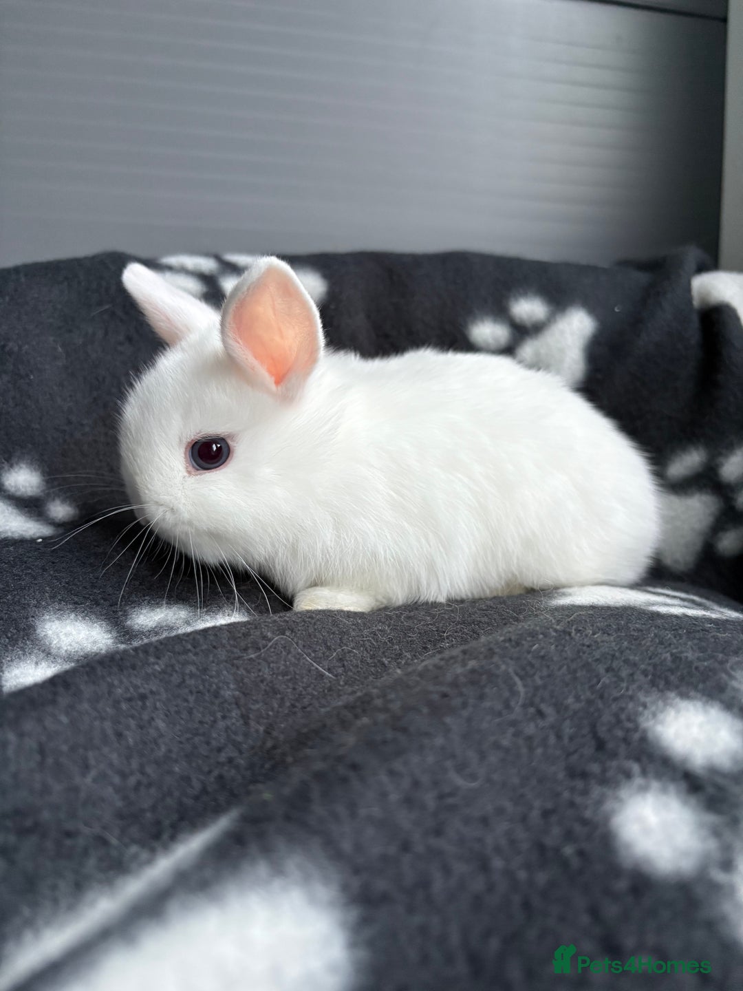 Netherland Dwarf rabbits for sale: Pure bred Netherland dwarfs  - Image 5