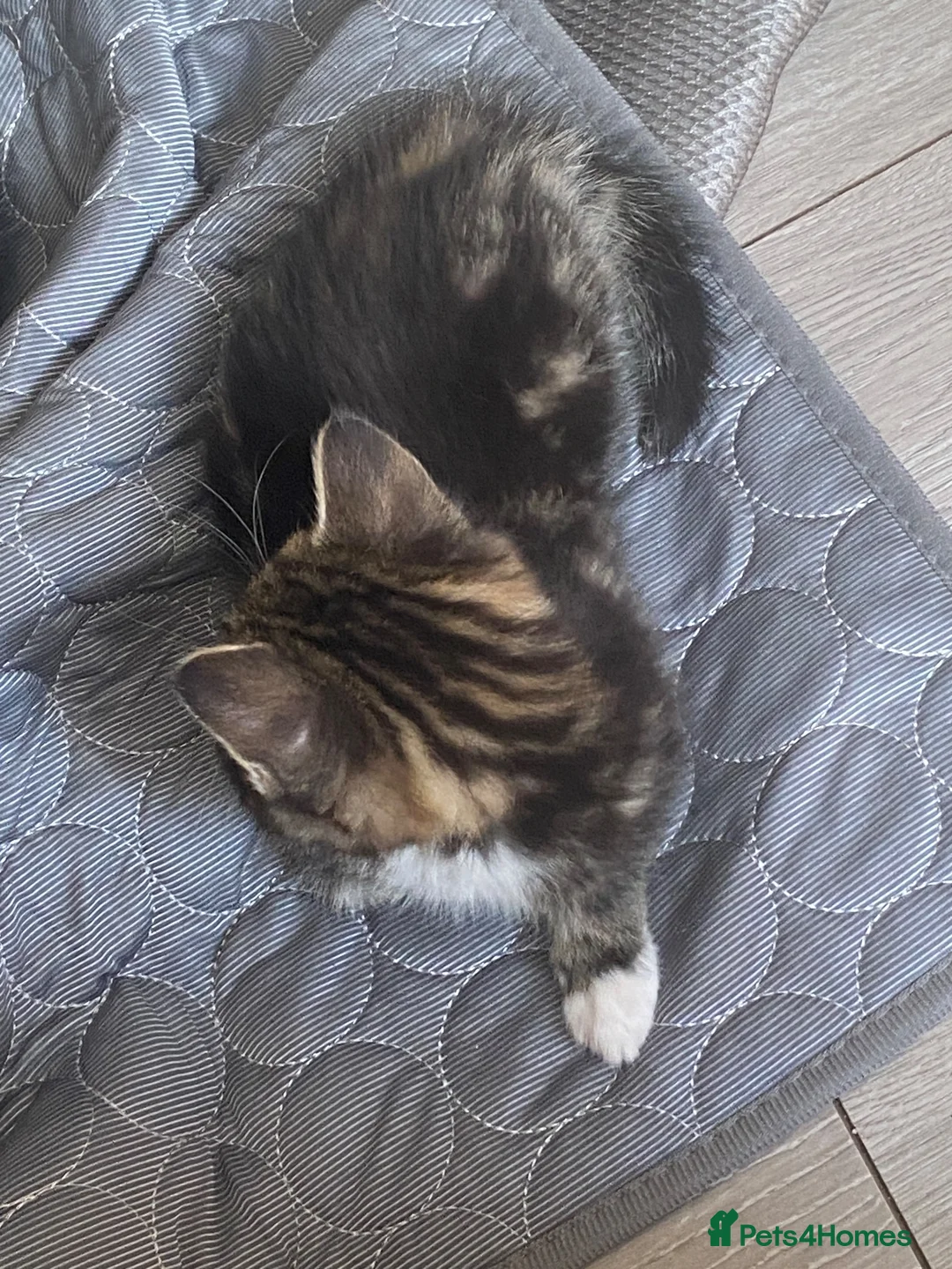 Maine Coon cats for sale: Miss Alison Clark - Advert 3