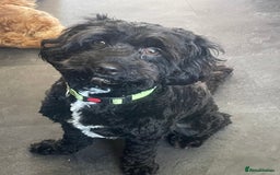 Cavapoo dogs for sale: 🐶 F1B CAVAPOOS 5* HEALTH CHECK 🐶 - Image 8