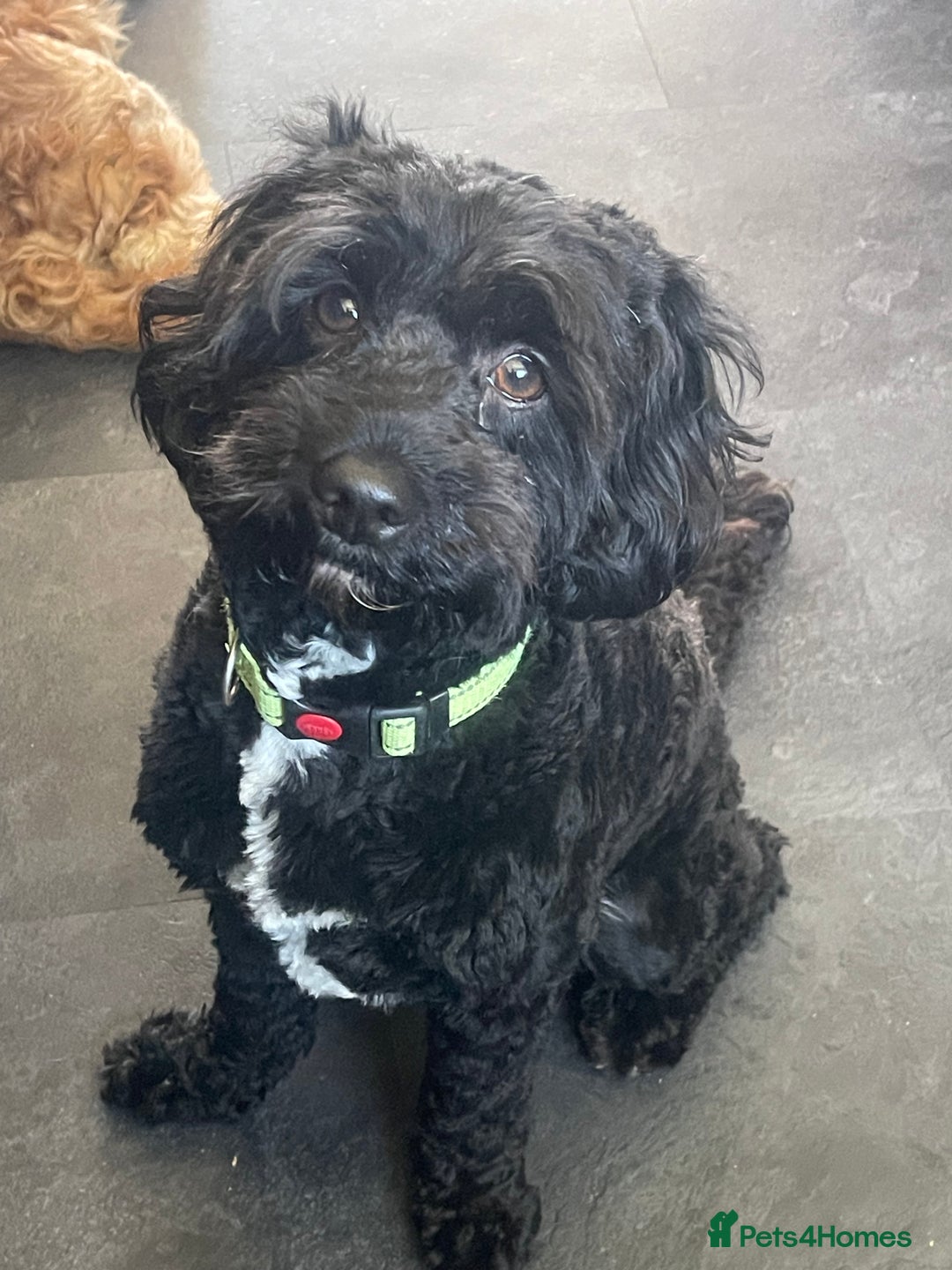Cavapoo dogs for sale: 🐶 F1B CAVAPOOS 5* HEALTH CHECK 🐶 - Image 8
