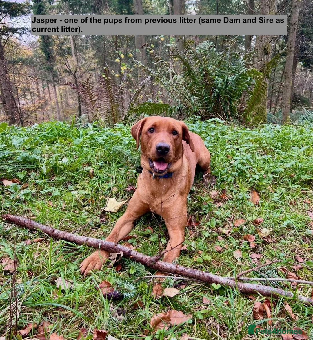 Labrador Retriever dogs for sale: Beautiful KC registered Labrador Retrievers - Advert 7