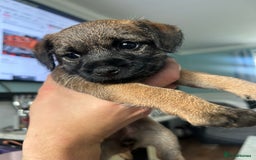 Border Terrier dogs for sale: Border Terrier pups Female - Image 4